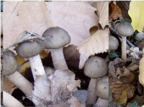 funghi su ceppo tagliato